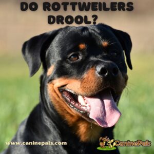 Do Rottweilers Drool? The Truth About This Question