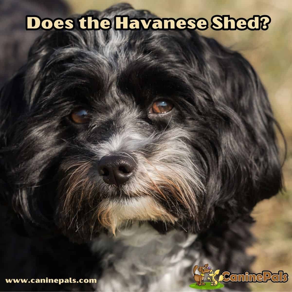 are havanese aggressive