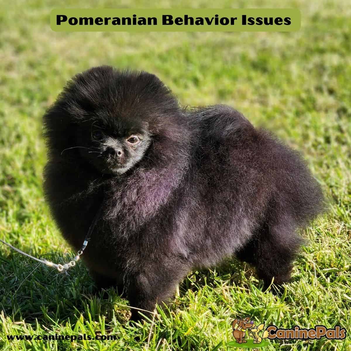 Pomeranian Behavior Issues 