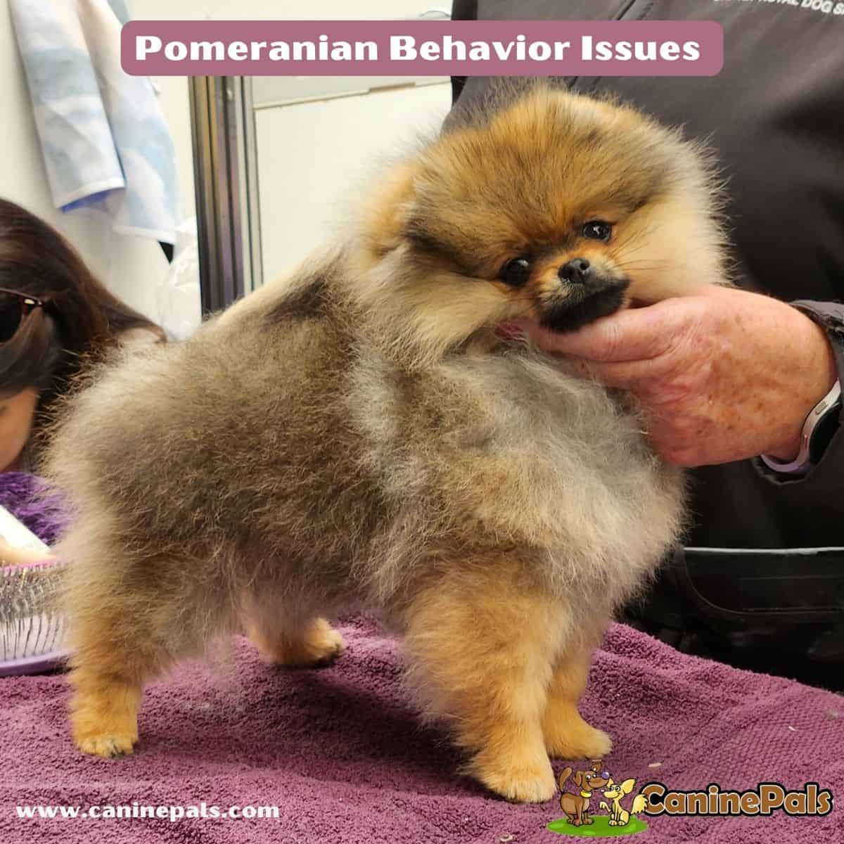 Pomeranian puppy