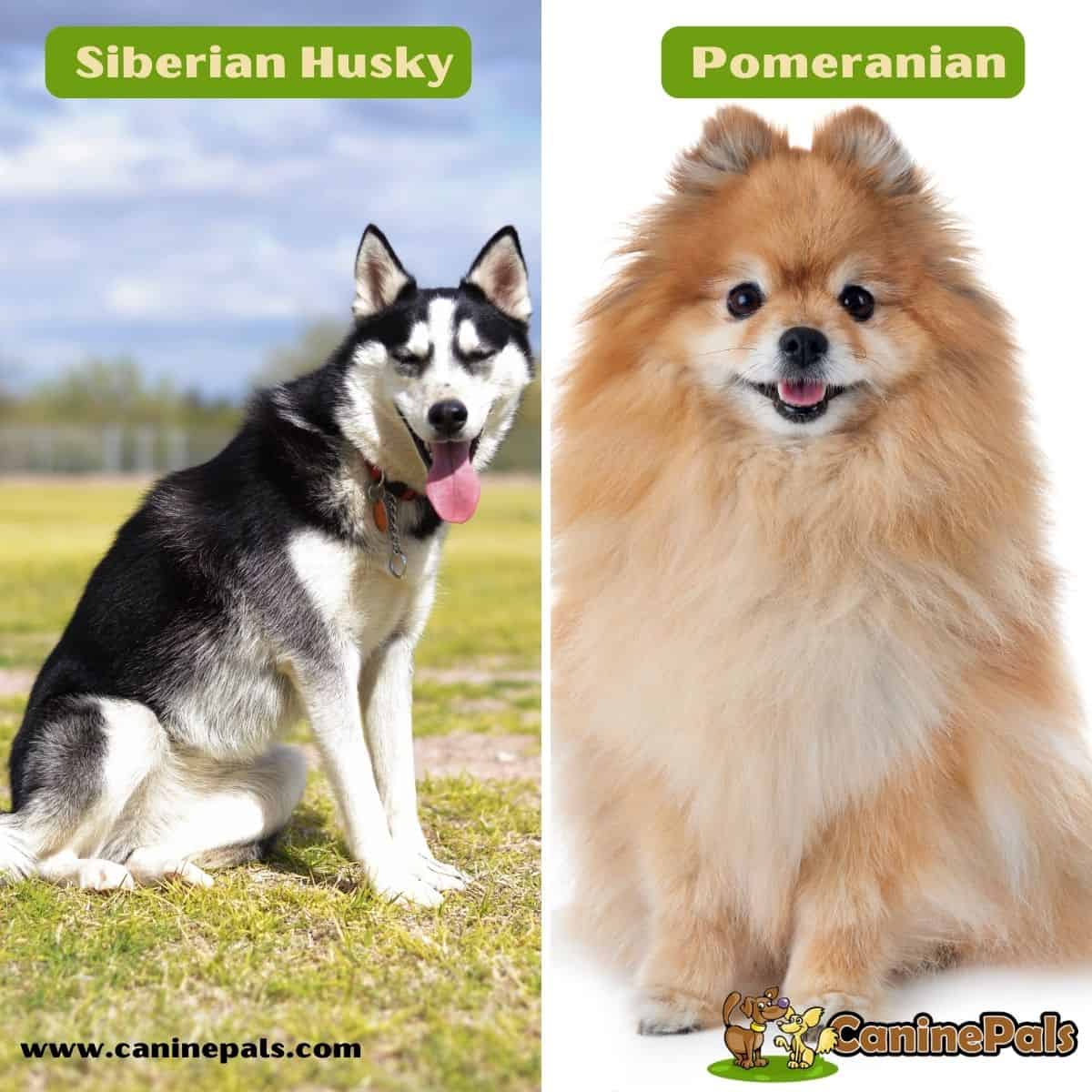 Siberian Husky and Pomeranian