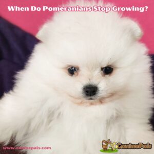 When Do Pomeranians Stop Growing?