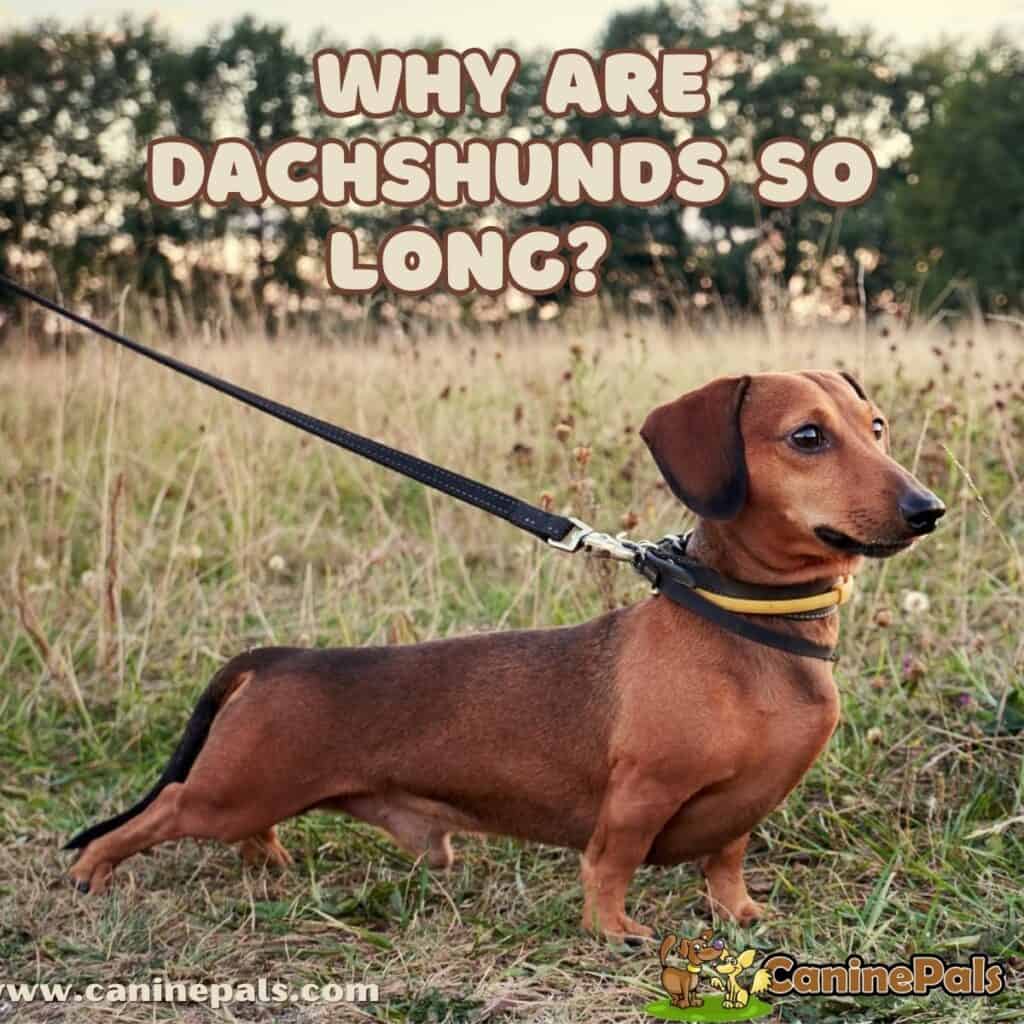 Why Are Dachshunds So Long? The Science Behind Their Unique Body Shape ...