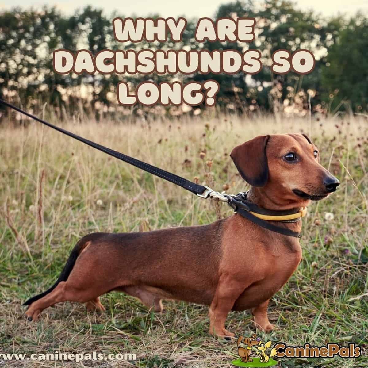 Why Are Dachshunds So Long?
