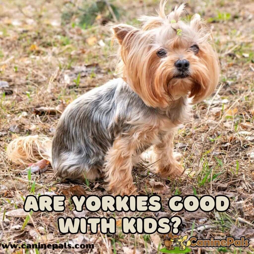 Are Yorkies Good with Kids? Here's What You Need to Know. Canine Pals