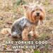 Are Yorkies Good with Kids?
