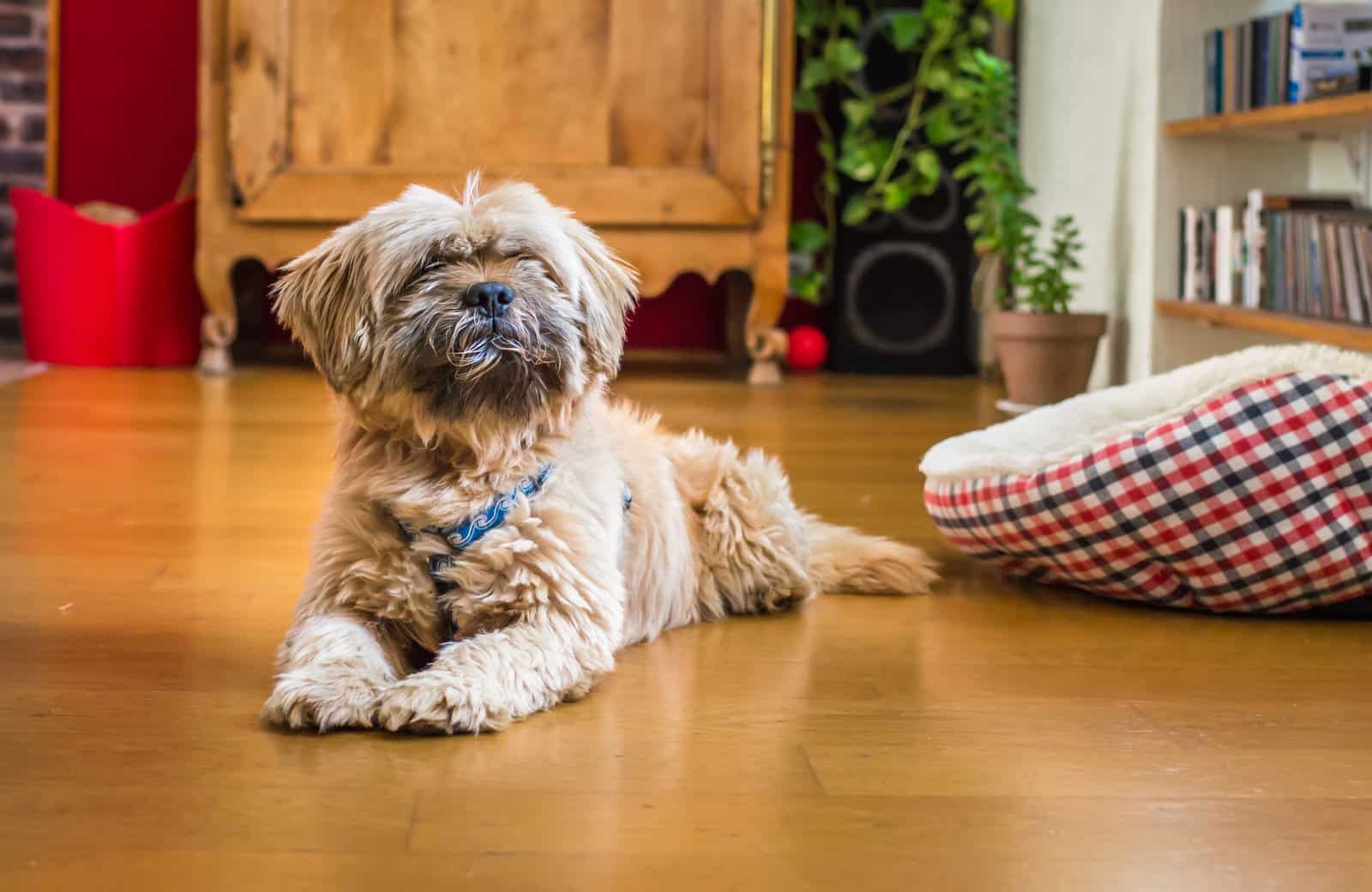 Havanese dog