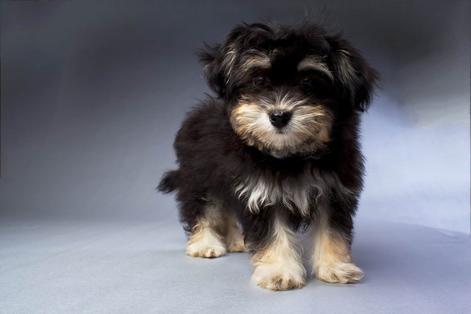 Havanese puppy