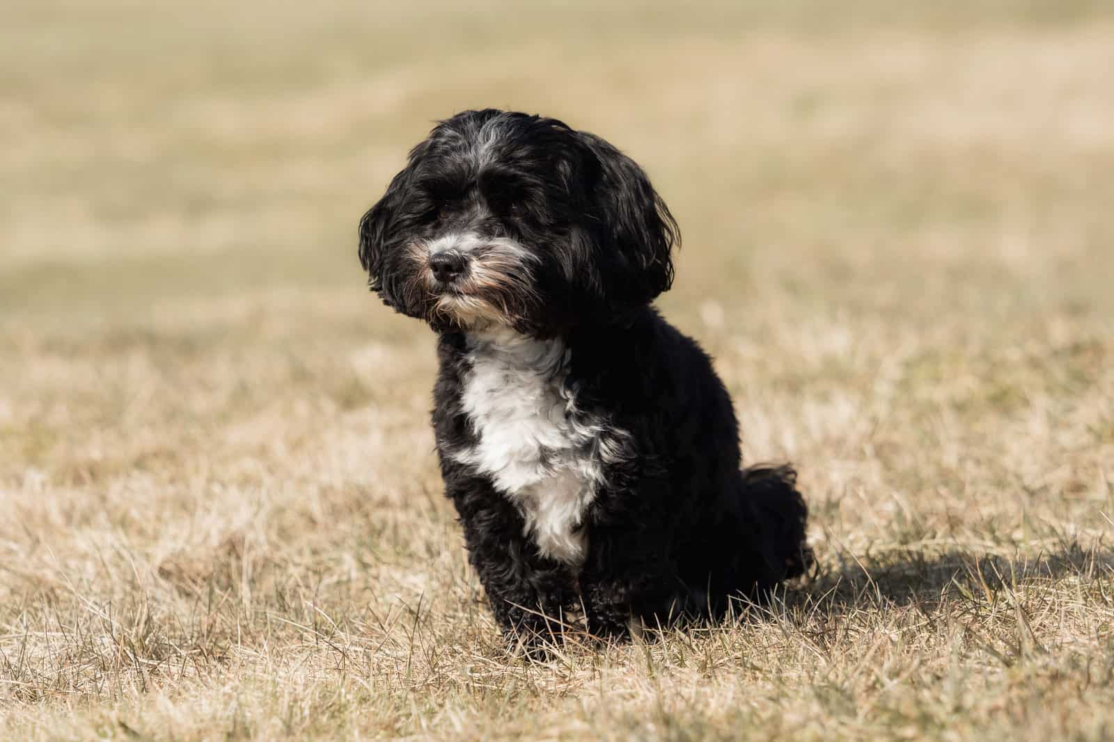 Havanese puppy