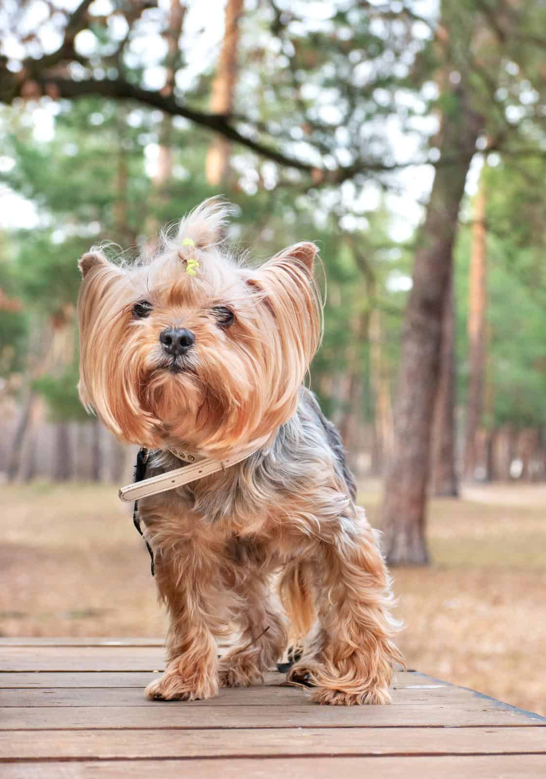 Yorkshire Terrier Puppy