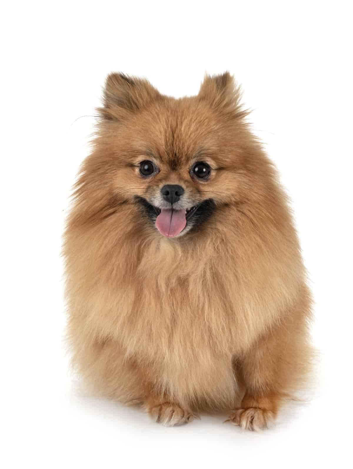 Pomeranian Dog