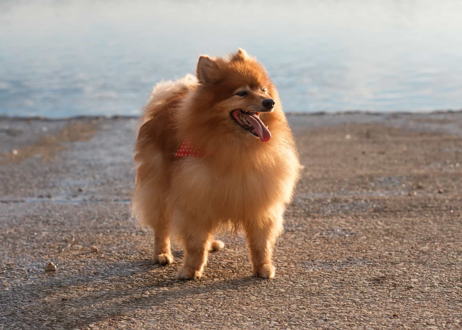 Pomeranian dog