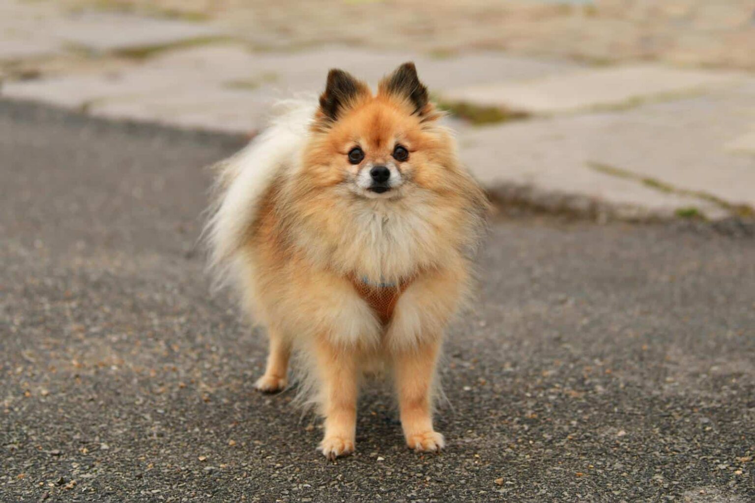 Teacup Pomeranian Lifespan What You Need to Know Canine Pals