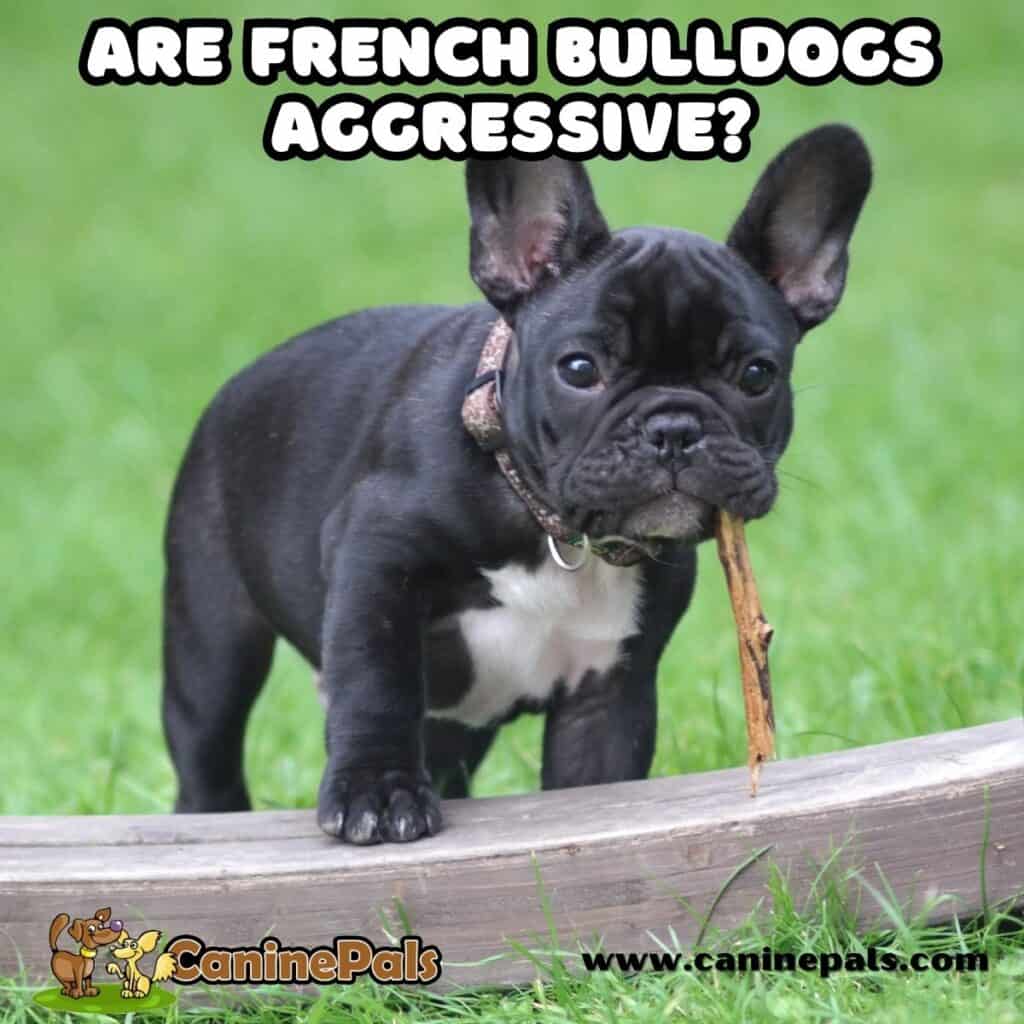 Are French Bulldogs Aggressive? Discover Frenchie Facts Canine Pals