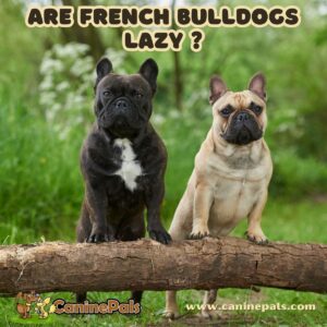 Are French Bulldogs Lazy?