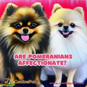 Are Pomeranians Affectionate?