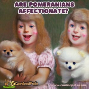 Are Pomeranians Affectionate?