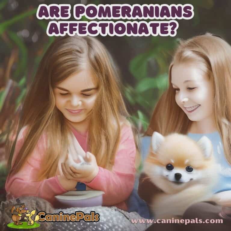 Are Pomeranians Affectionate? Discover Their Loving Personality