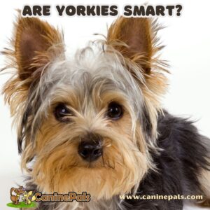 Are Yorkies Smart?