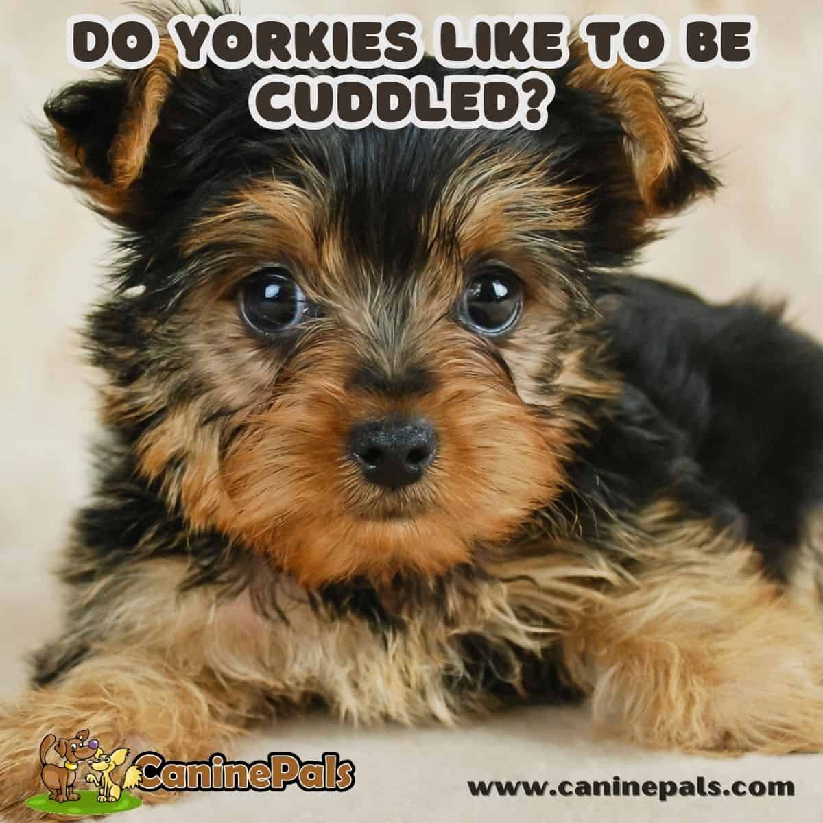 Do Yorkies Like to Be Cuddled?