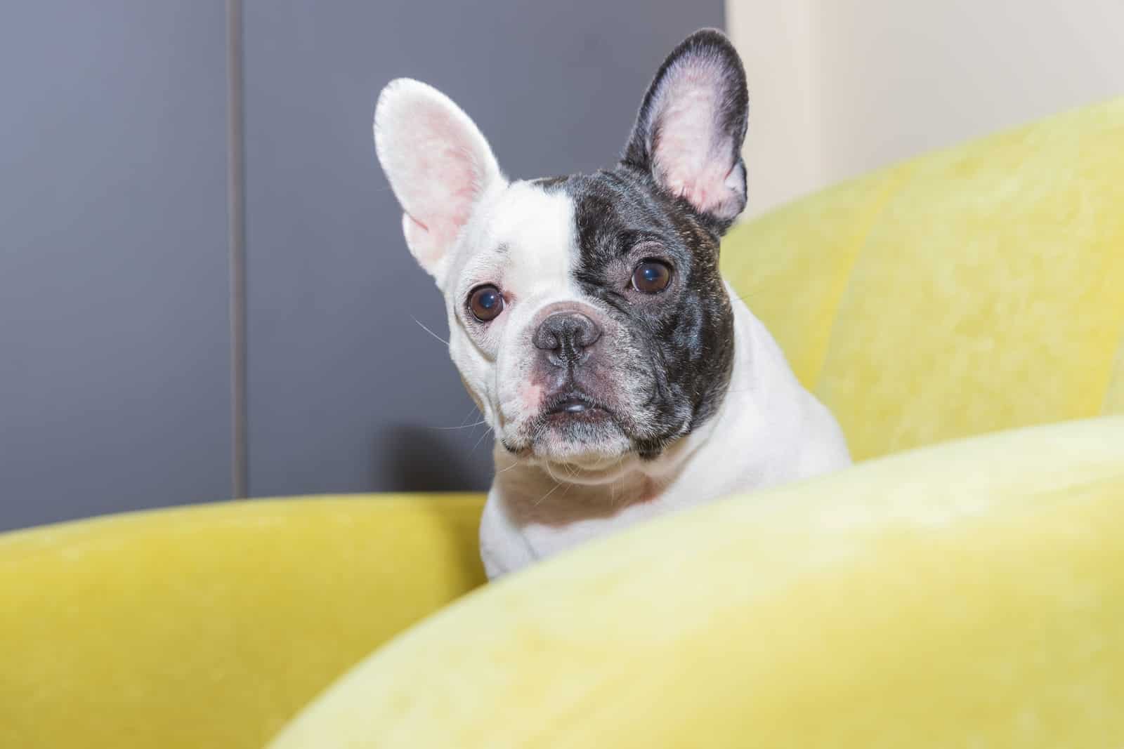 When Do French Bulldogs Calm Down? Expert Insights and Tips - Canine Pals