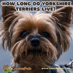 How Long Do Yorkshire Terriers Live?