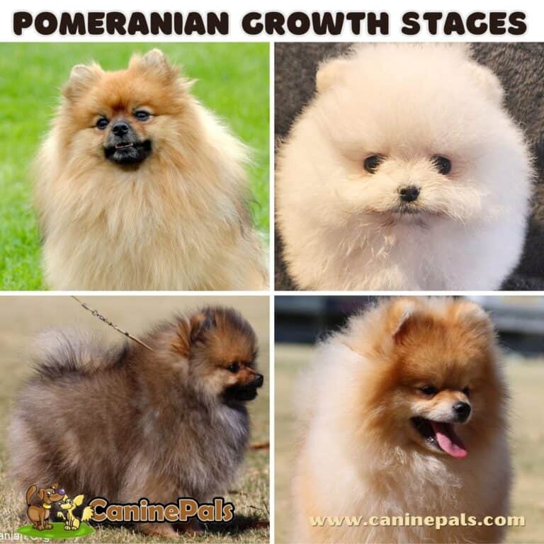 Pomeranian Growth Stages Weight A Comprehensive Guide Canine Pals   Pomeranian Growth Stages 2 768x768 