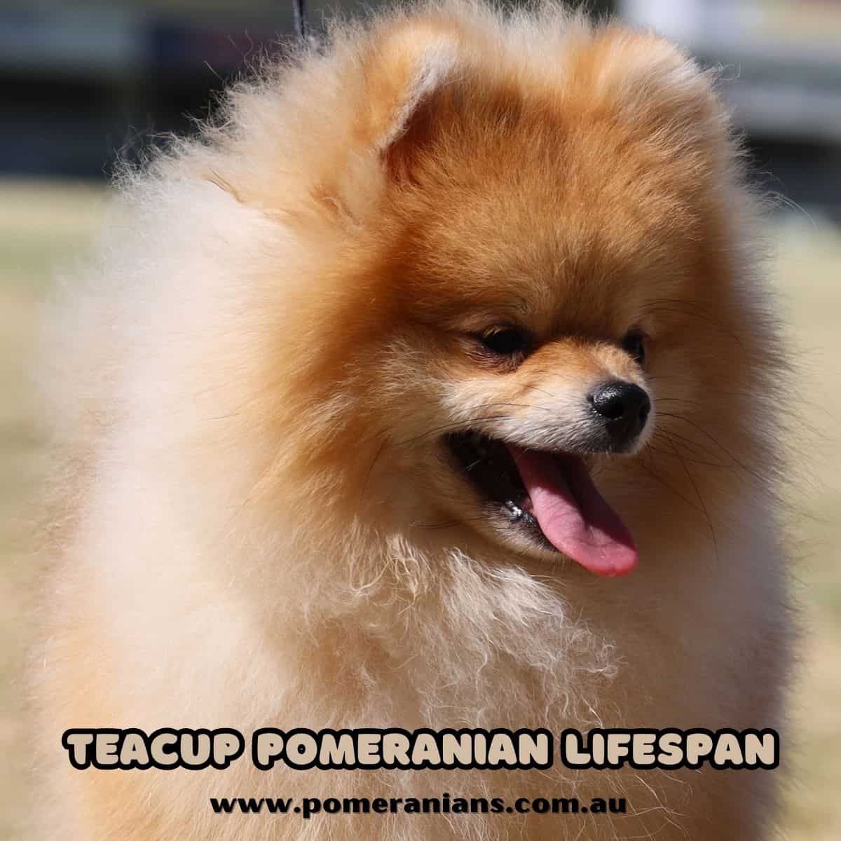 Teacup Pomeranian Lifespan