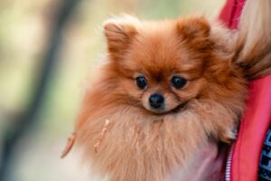 Tiny Pomeranian Dog