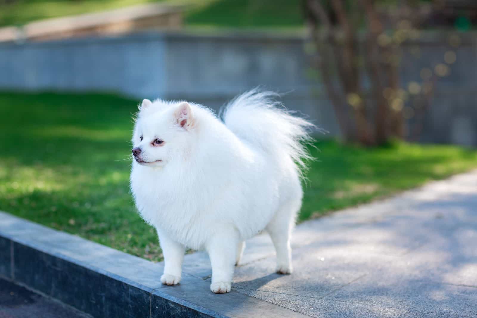 White Pomeranian Dog