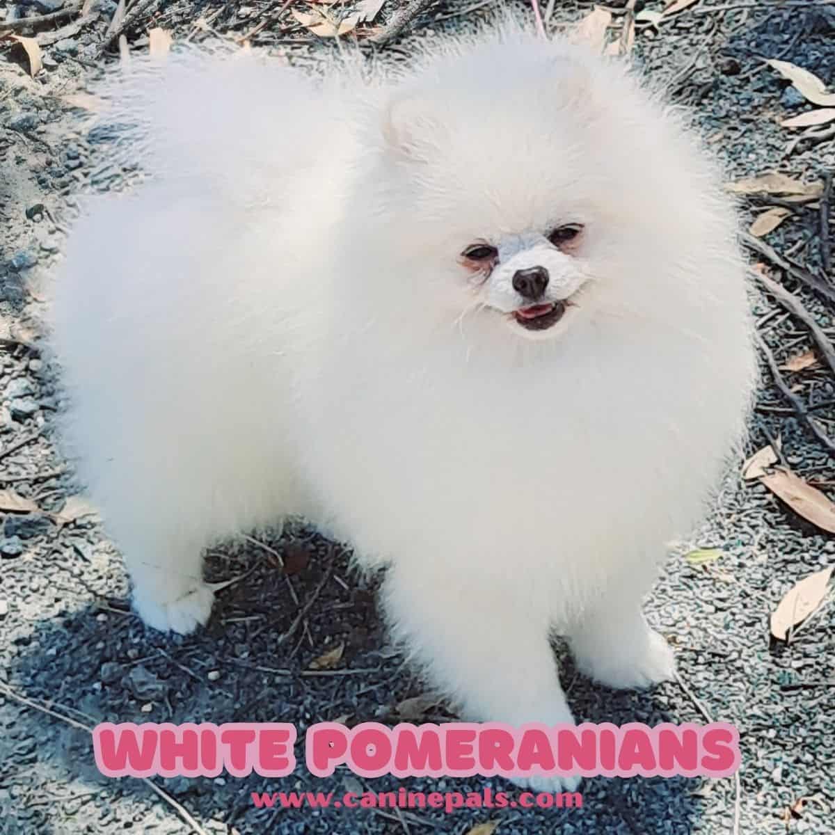 White Pomeranian Dog