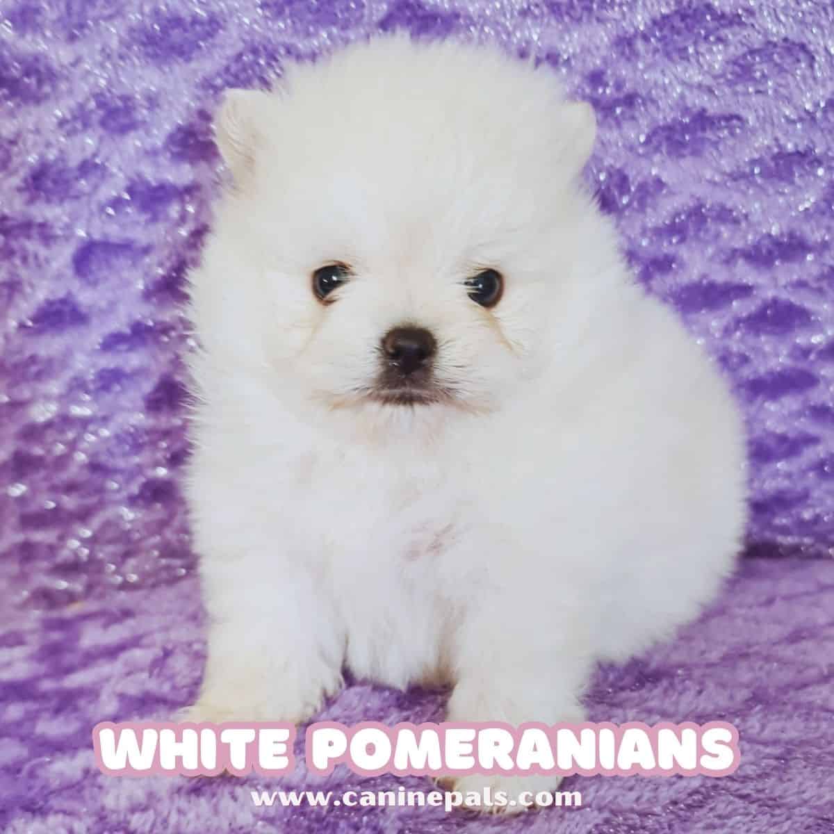 White Pomeranian Puppy