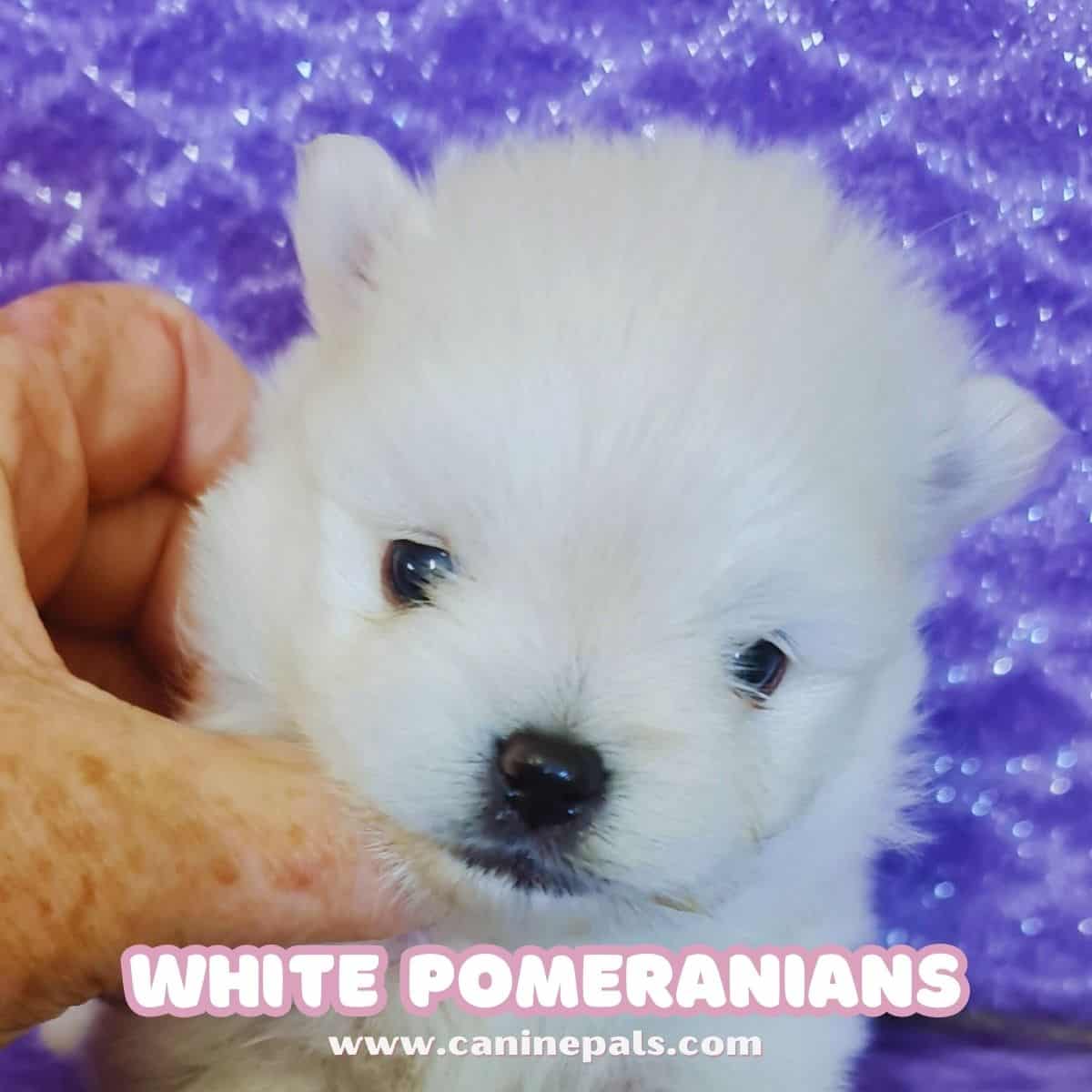 White Pomeranian Puppy