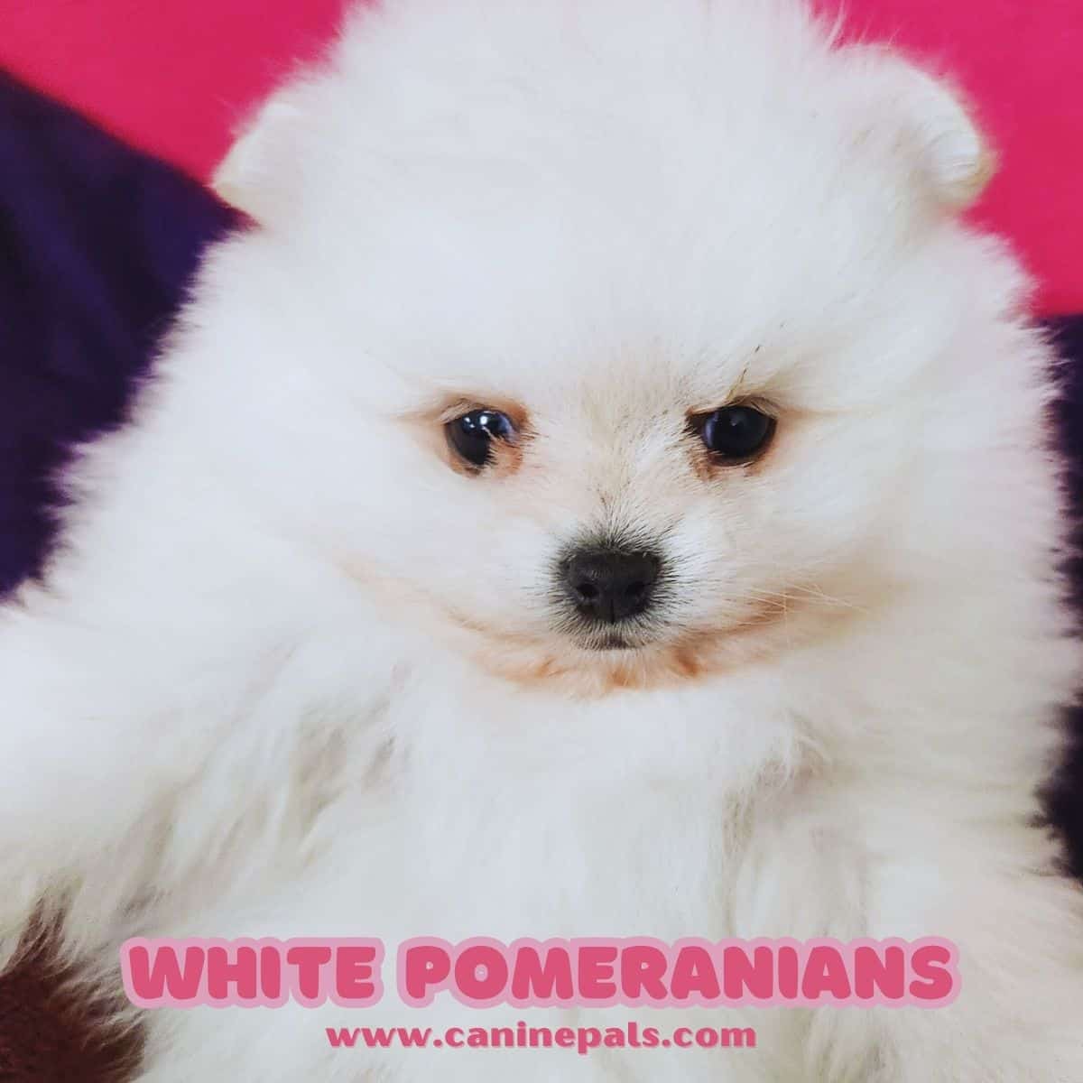 White Pomeranian puppy