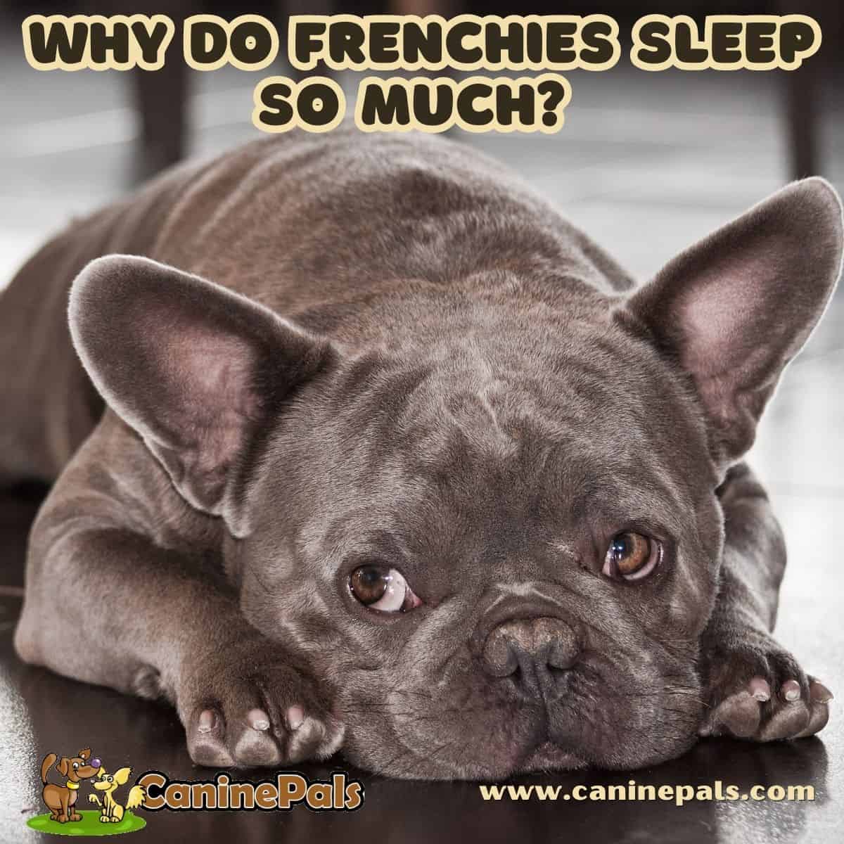 Why Do Frenchies Sleep So Much?