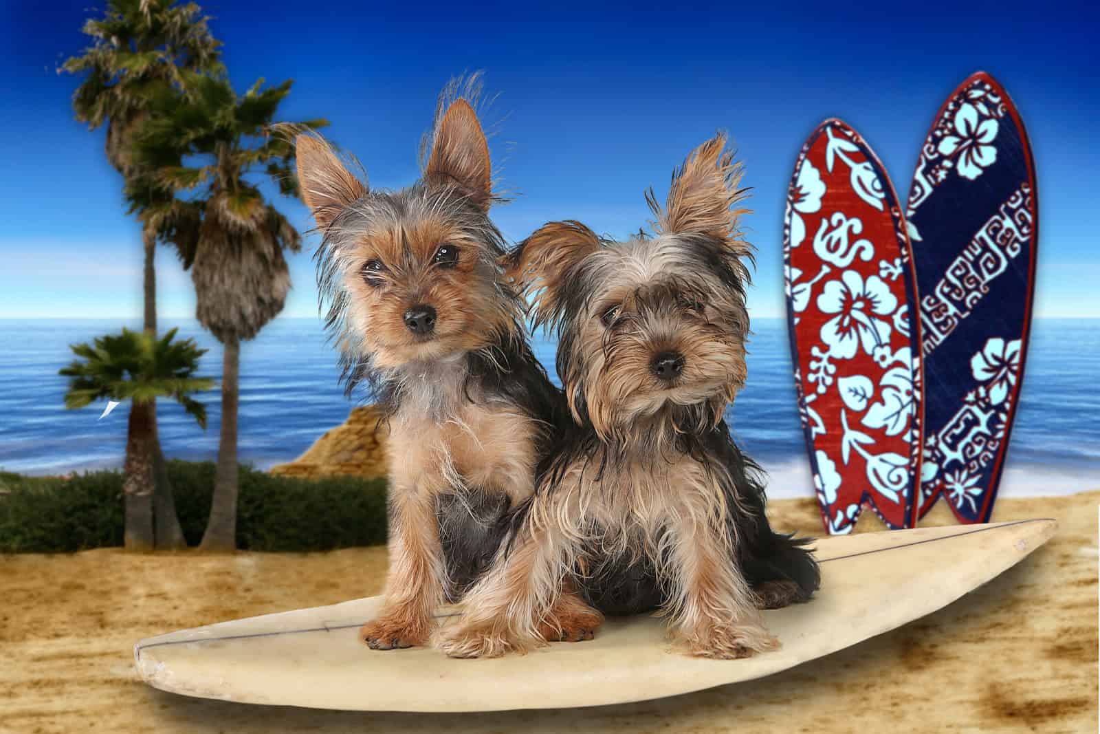 Yorkshire Terriers