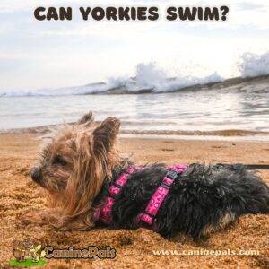 Can Yorkies Swim?