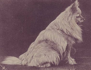 Gina—a white female Pomeranian brought back from Victoria’s trip to Italy in 1888