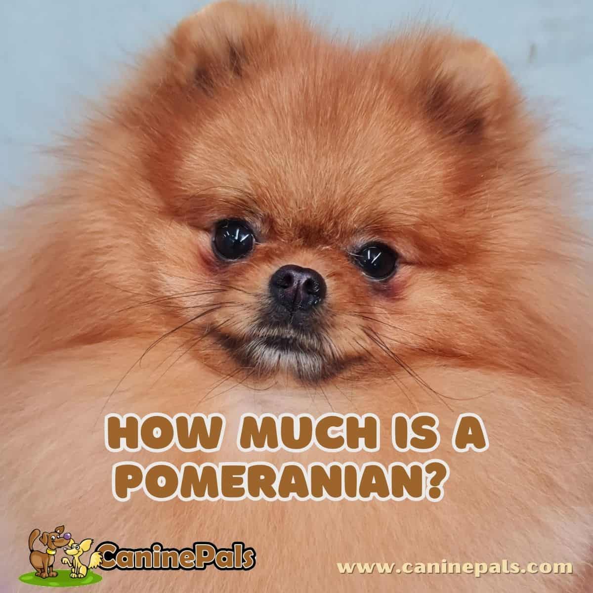 How Much Is a Pomeranian? 