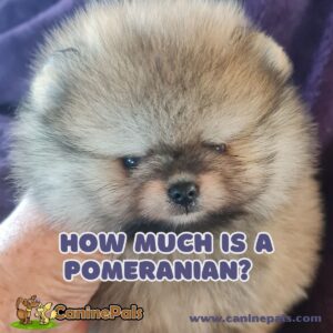How Much Is a Pomeranian?