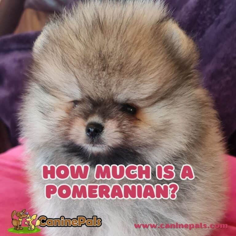 How Much is a Pomeranian? A Guide to the Average Pomeranian Cost