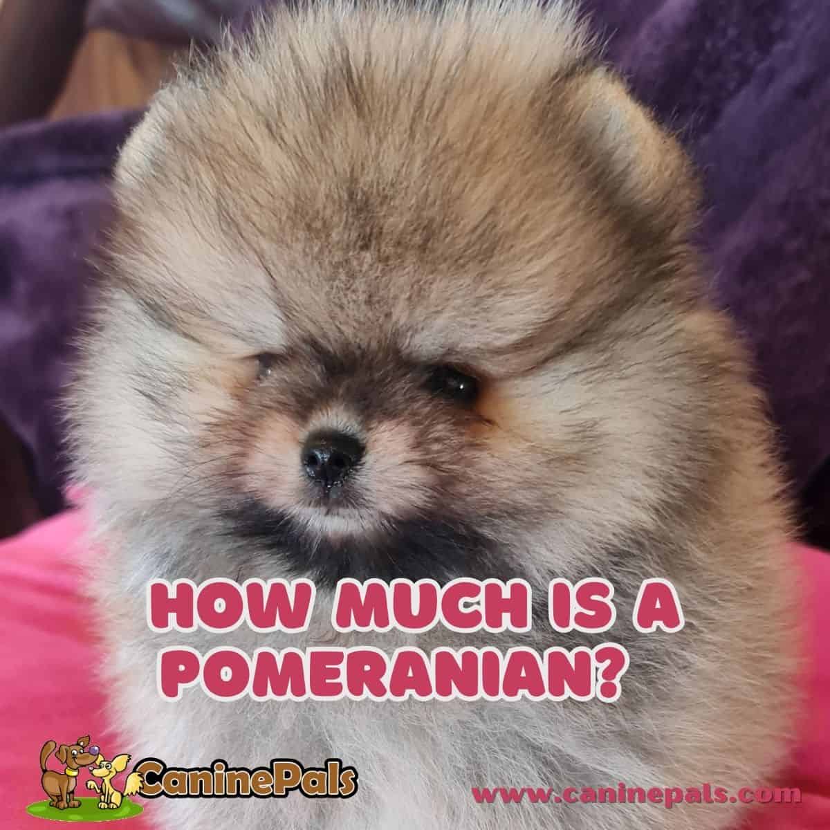 How Much is a Pomeranian?
