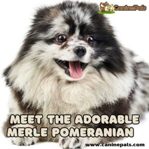 Add a Splash of Color to Your Life – Meet the Adorable Merle Pomeranian!
