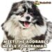 Merle Pomeranian