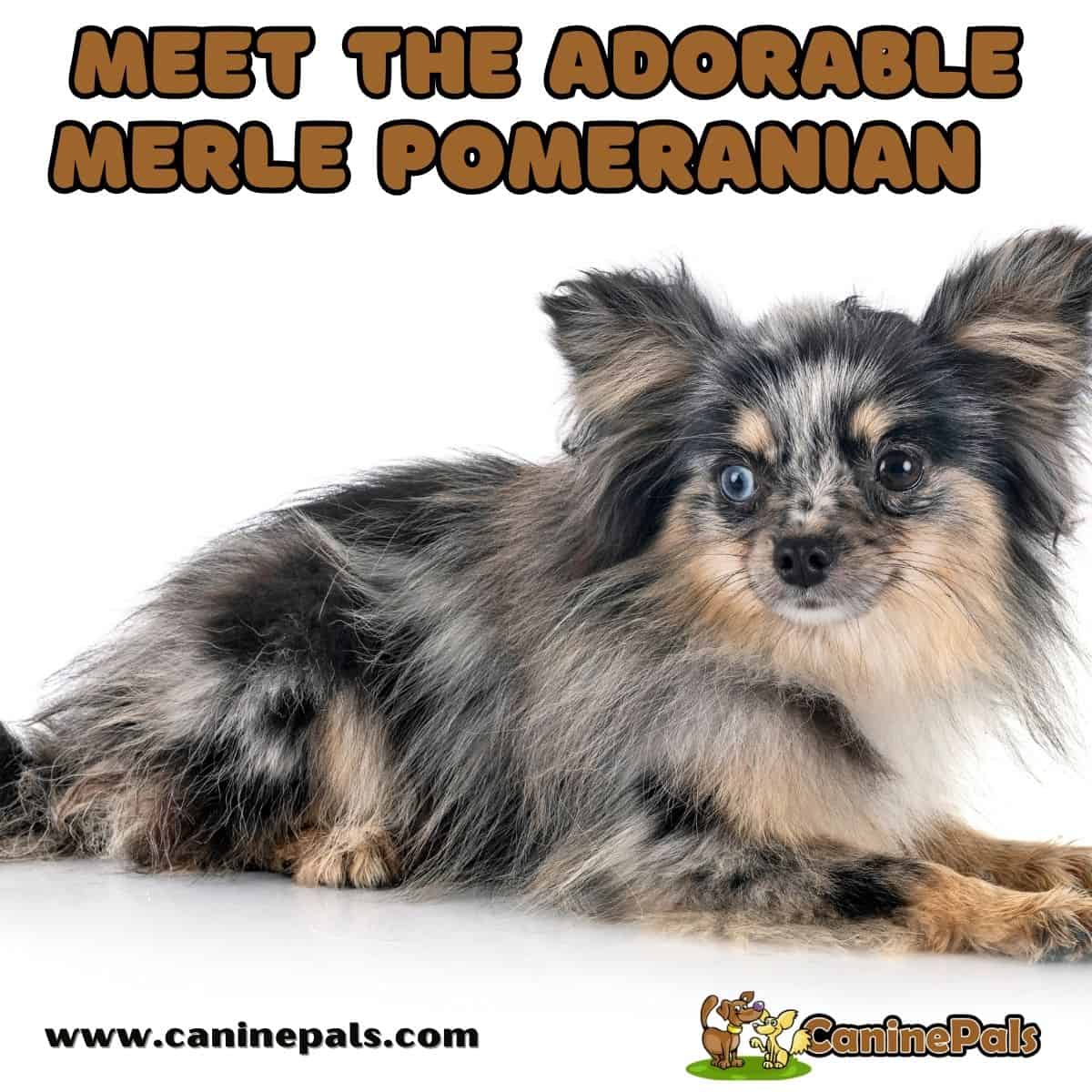 Merle Pomeranian