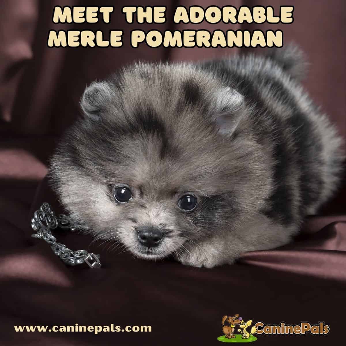 Merle Pomeranian Dogs Breed Facts and History Canine Pals