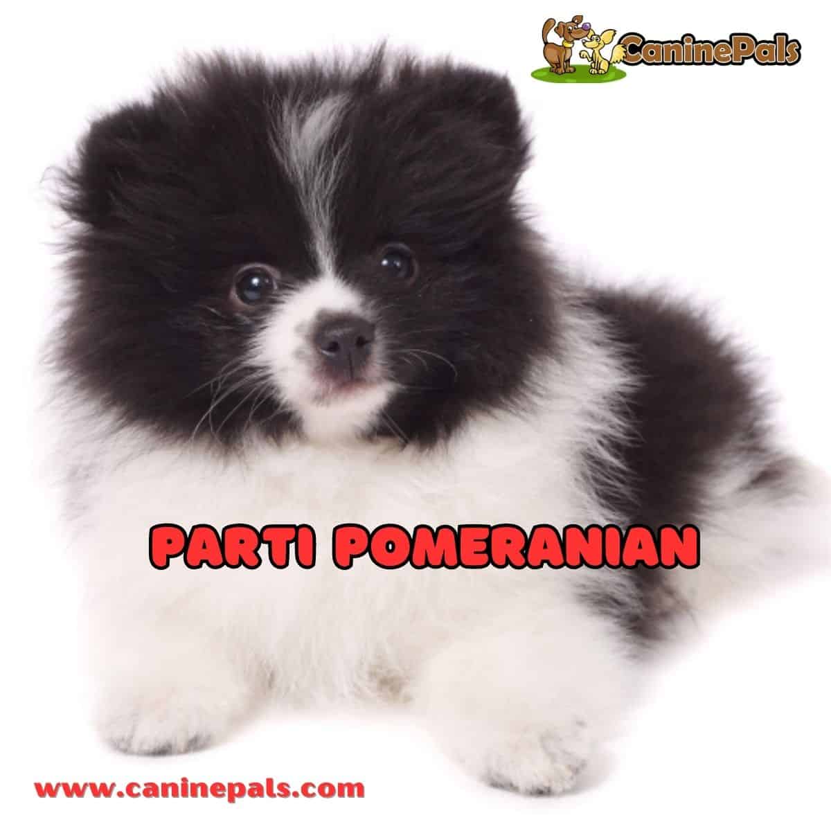 Chocolate parti outlet pomeranian