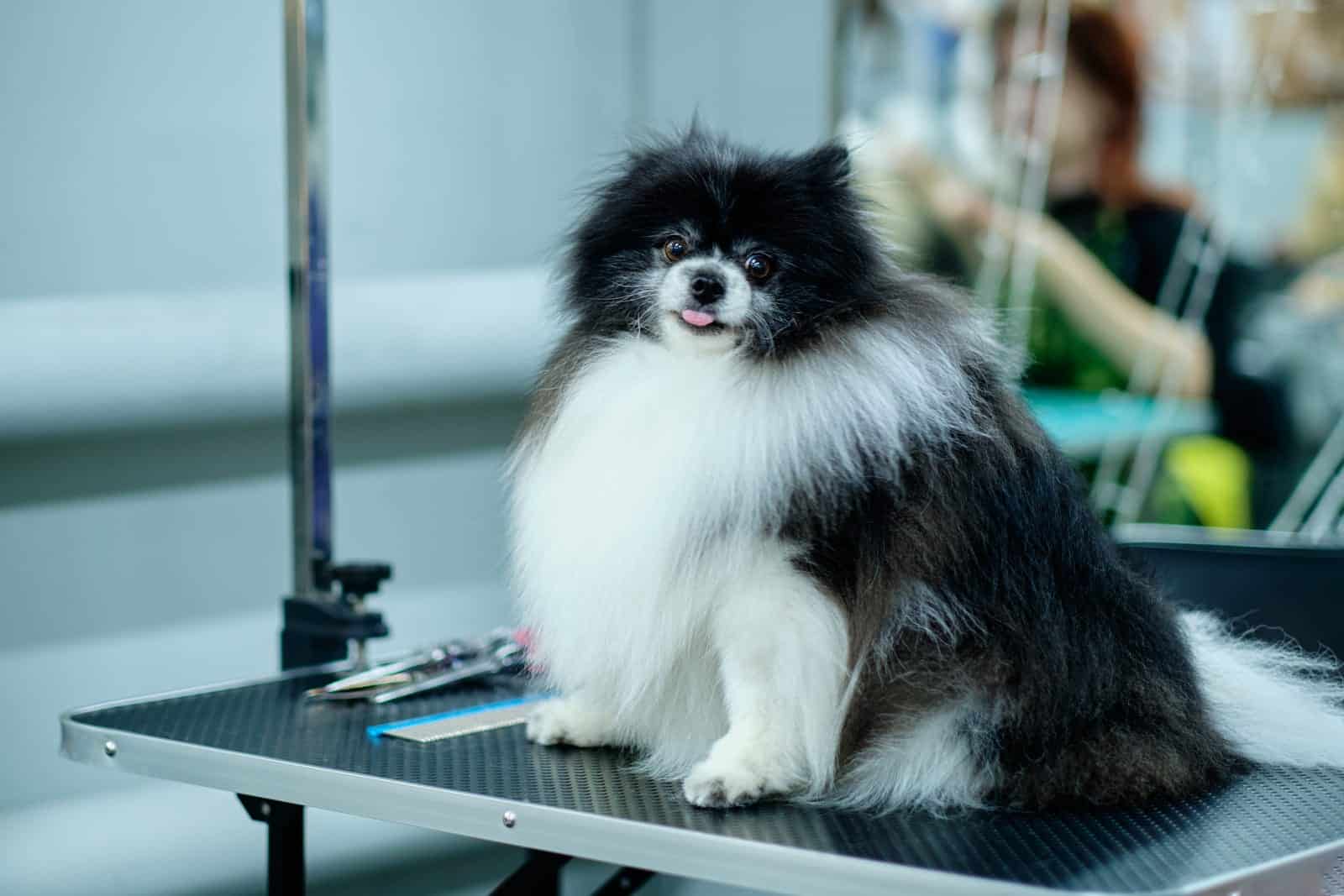 Parti Pomeranian 