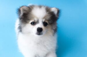 Parti Pomeranian Puppy