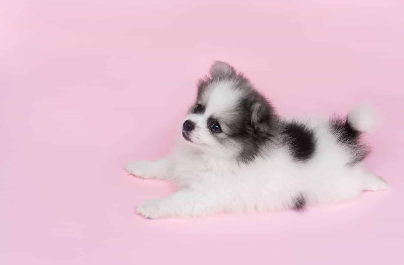 Parti Pomeranian Puppy